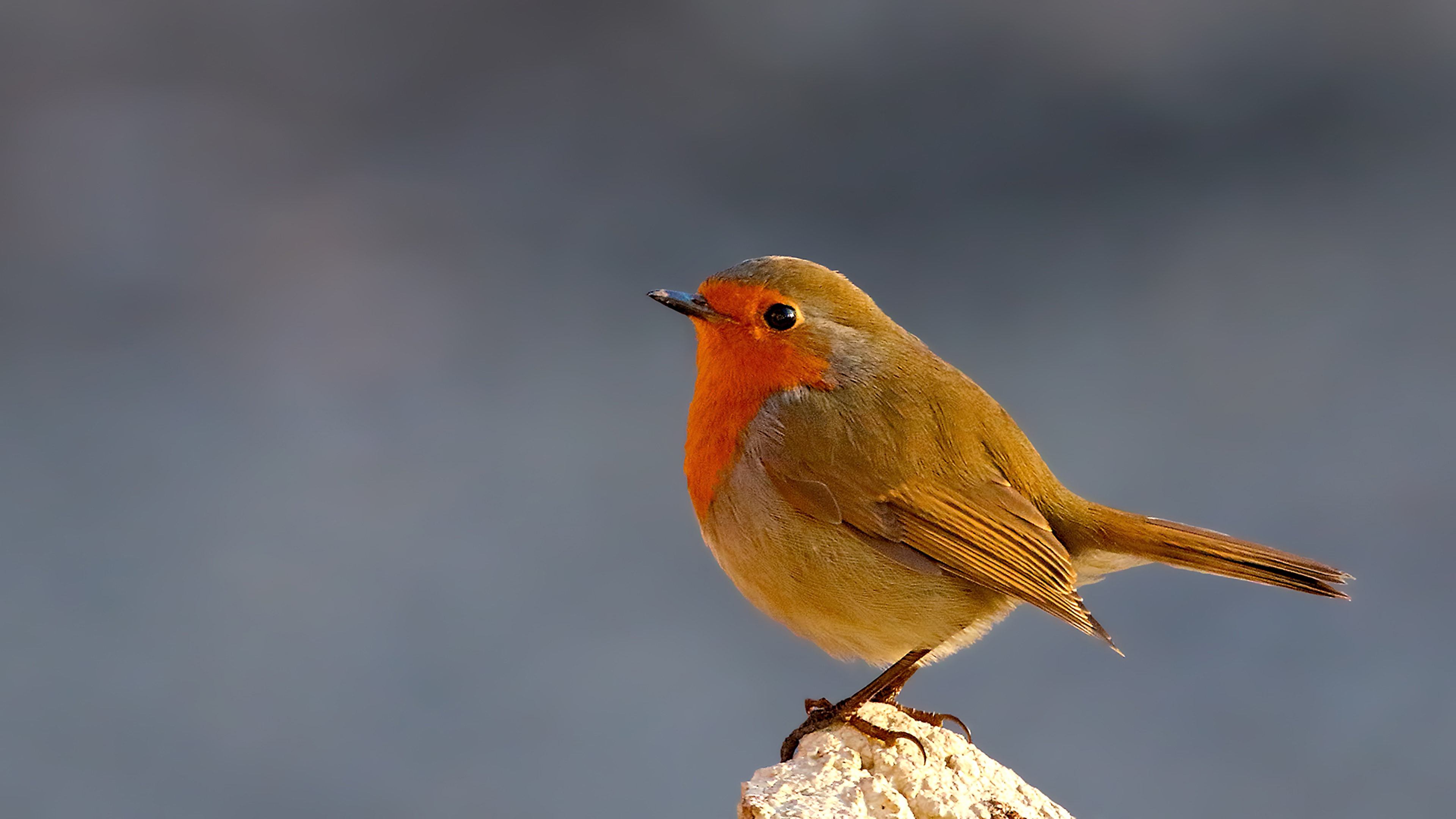 European Robin